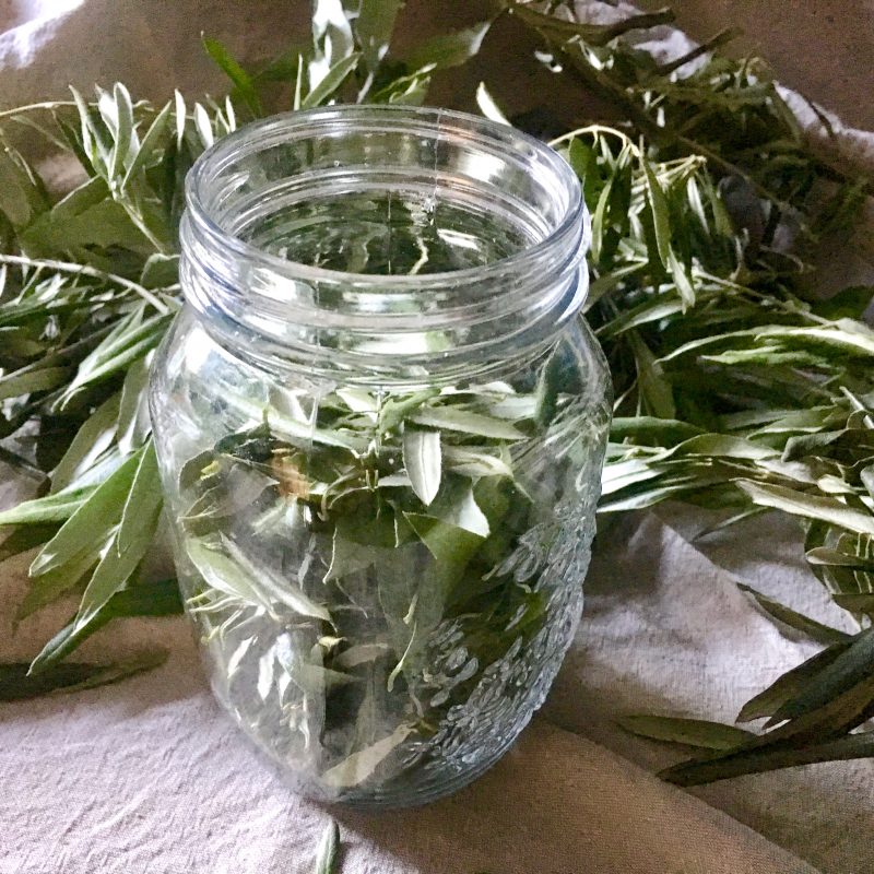 olive leaf tincture