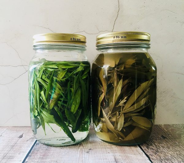 olive leaf tincture, olive leaf extract, herbal medicine