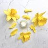 daffodil perfume