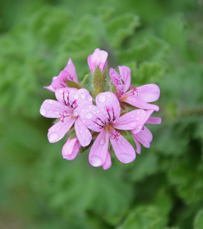 rose geranium hydrosol